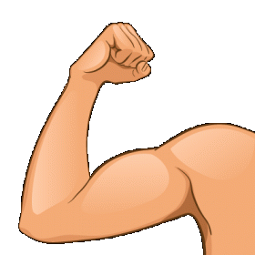 Biceps. Illustration: Colourbox