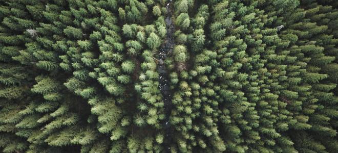 Skog. Foto: Colourbox